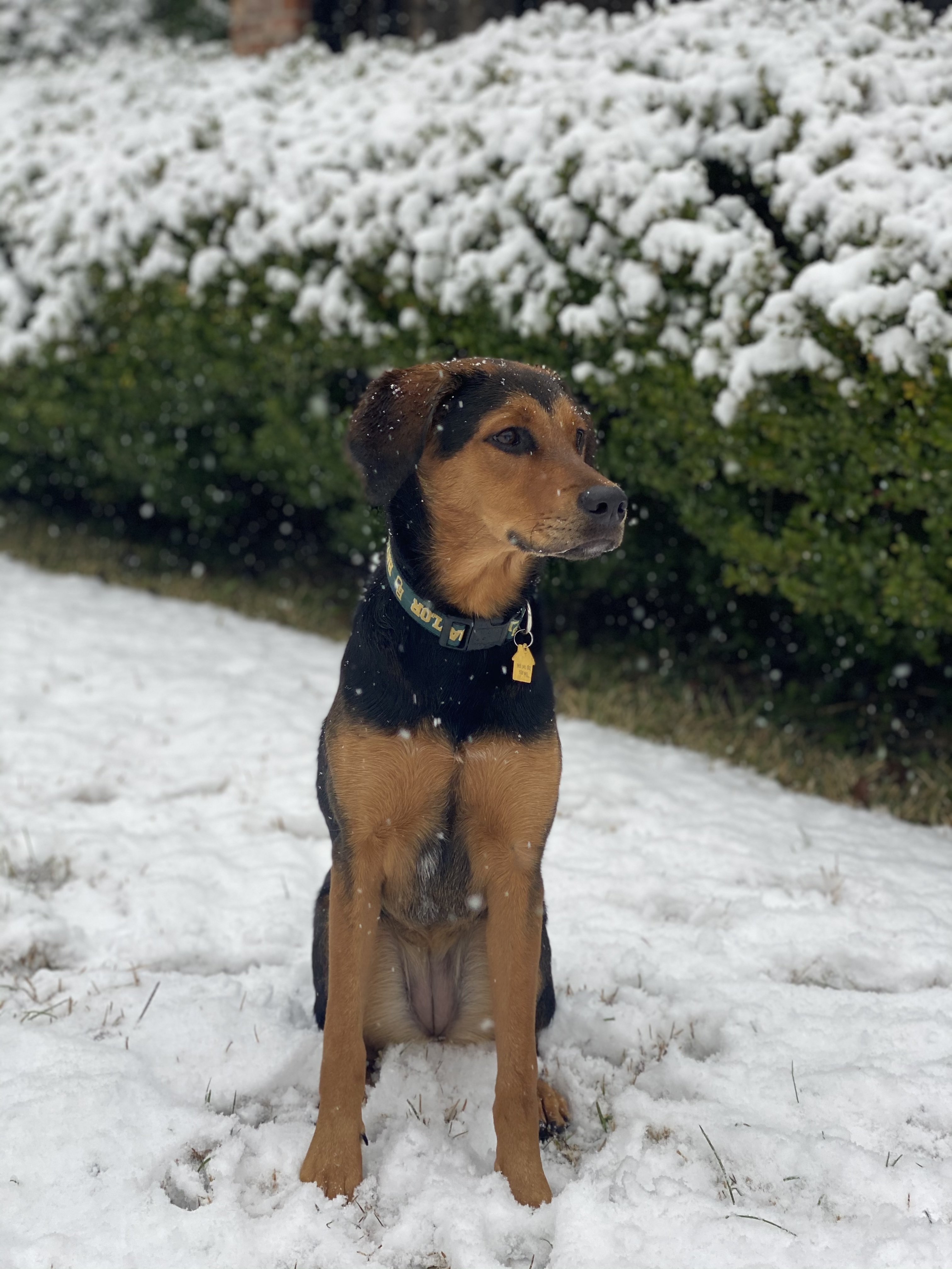 Khaleesi in the snow