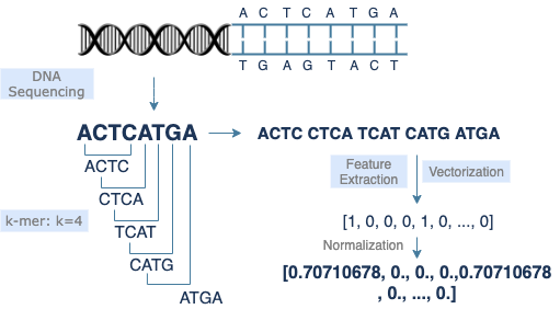 DNA sequence visualization